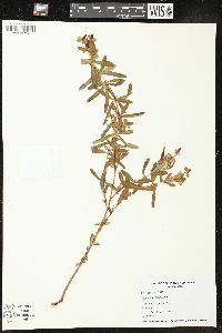 Hypericum kalmianum image