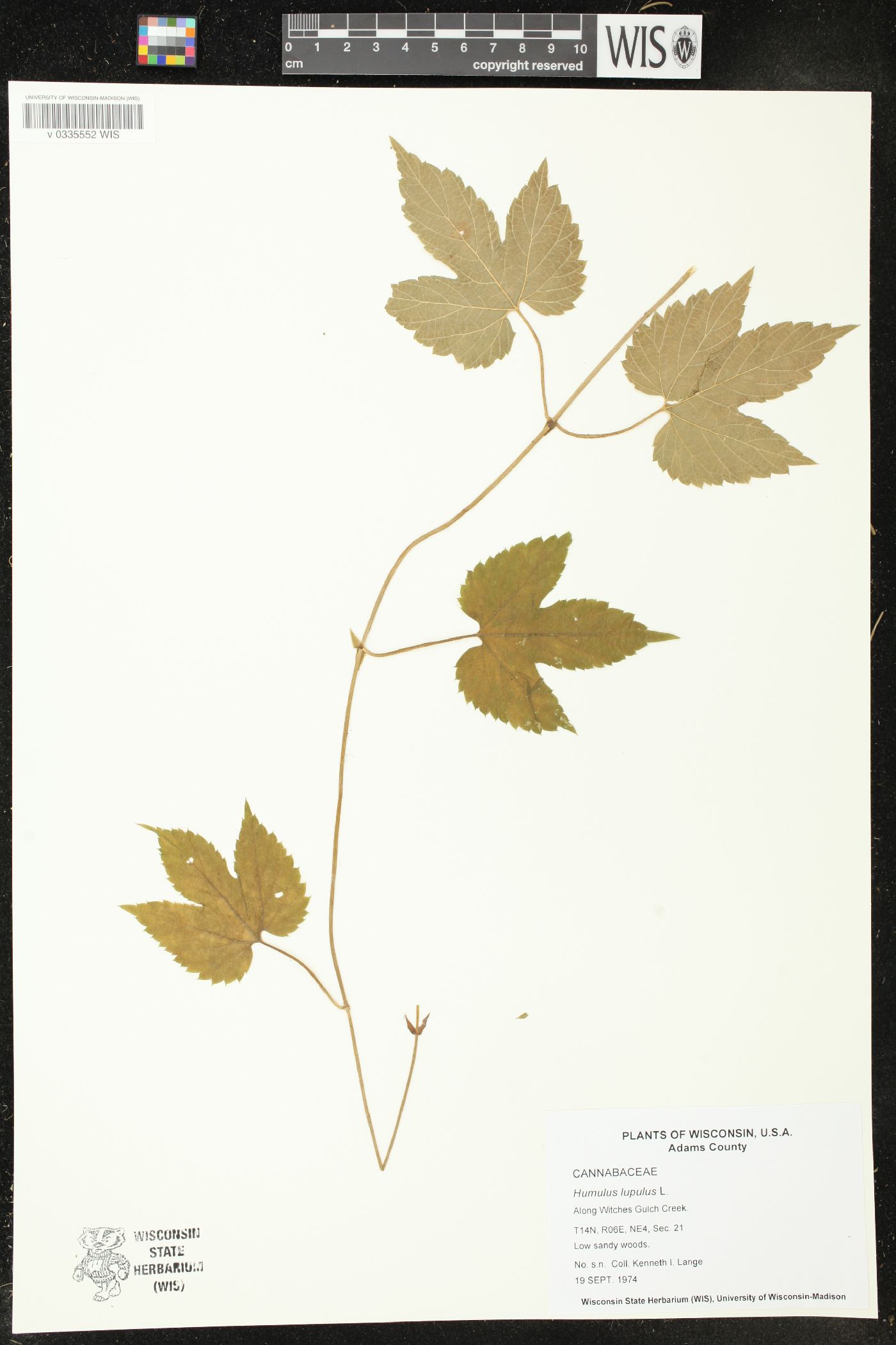 Humulus lupulus image