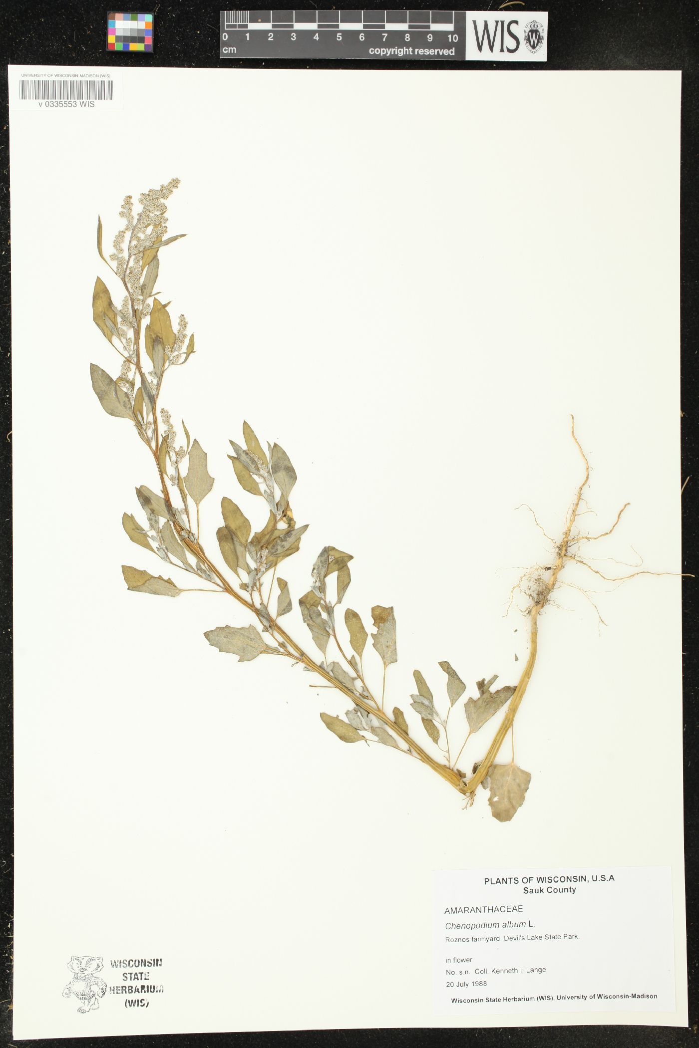 Chenopodium album image