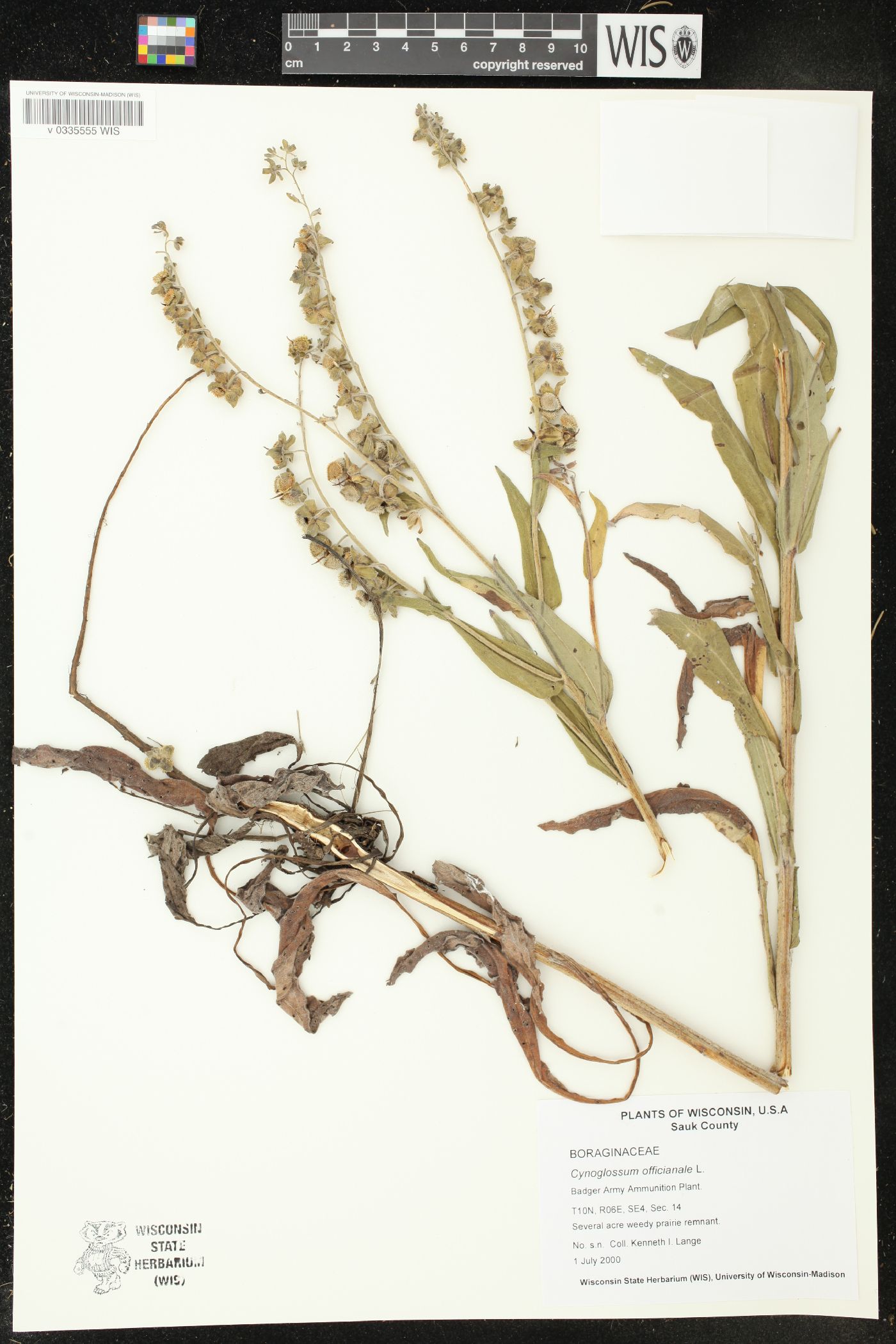 Cynoglossum officinale image