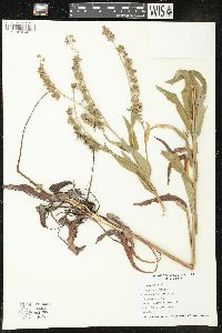 Cynoglossum officinale image