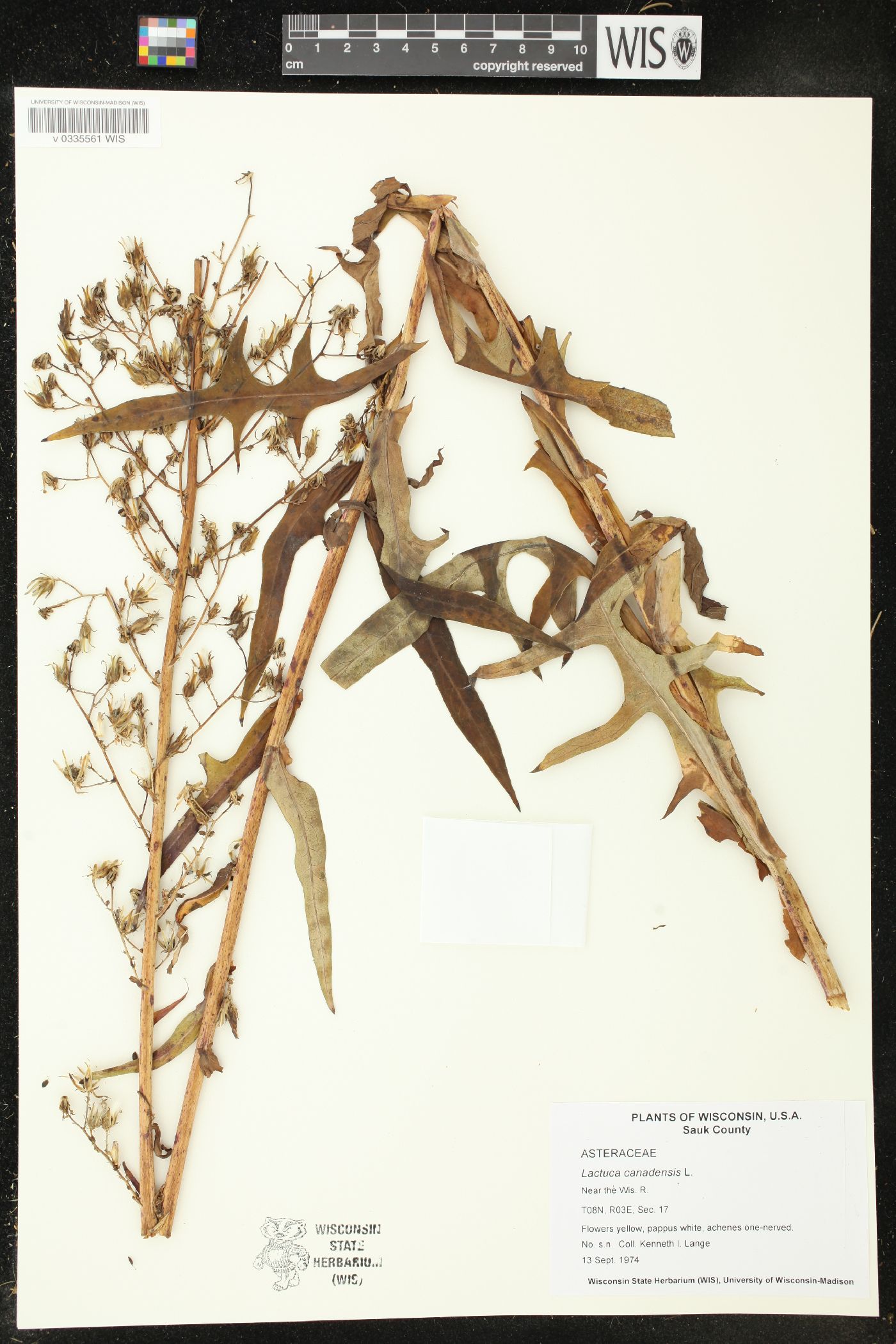 Lactuca canadensis image