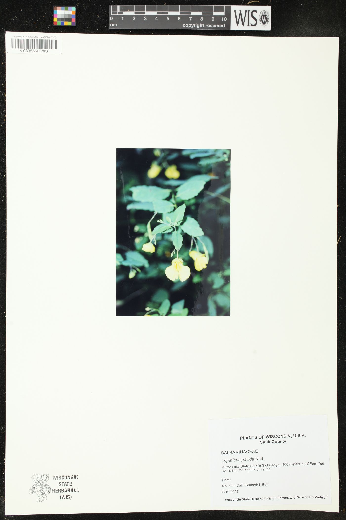 Impatiens pallida image