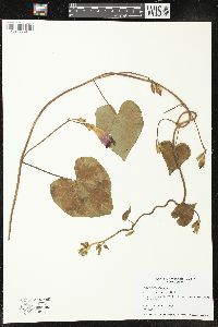 Ipomoea purpurea image