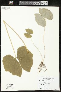 Jeffersonia diphylla image