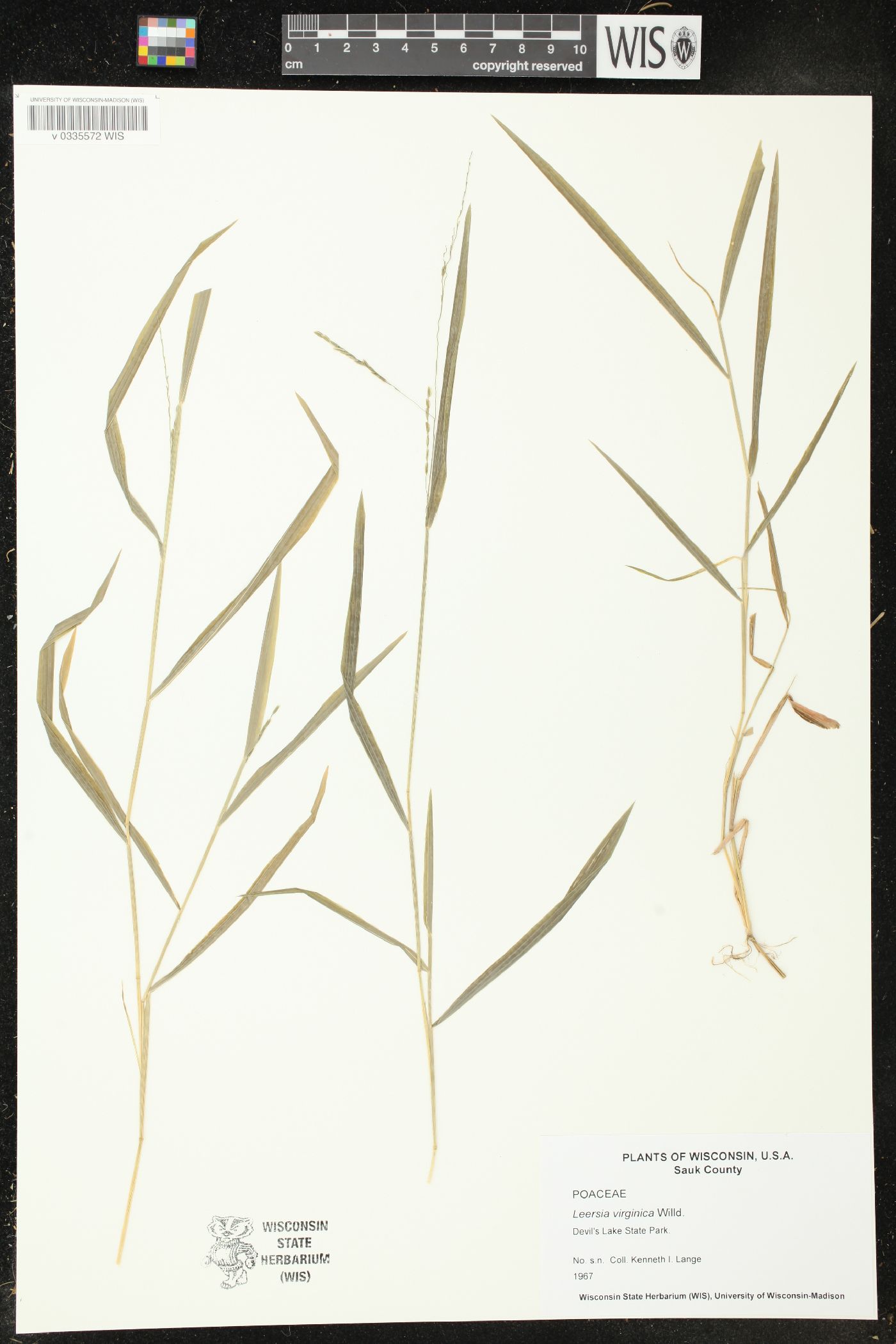 Leersia virginica image