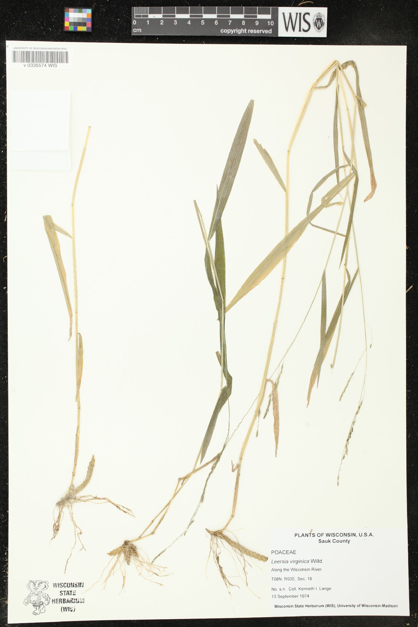 Leersia virginica image