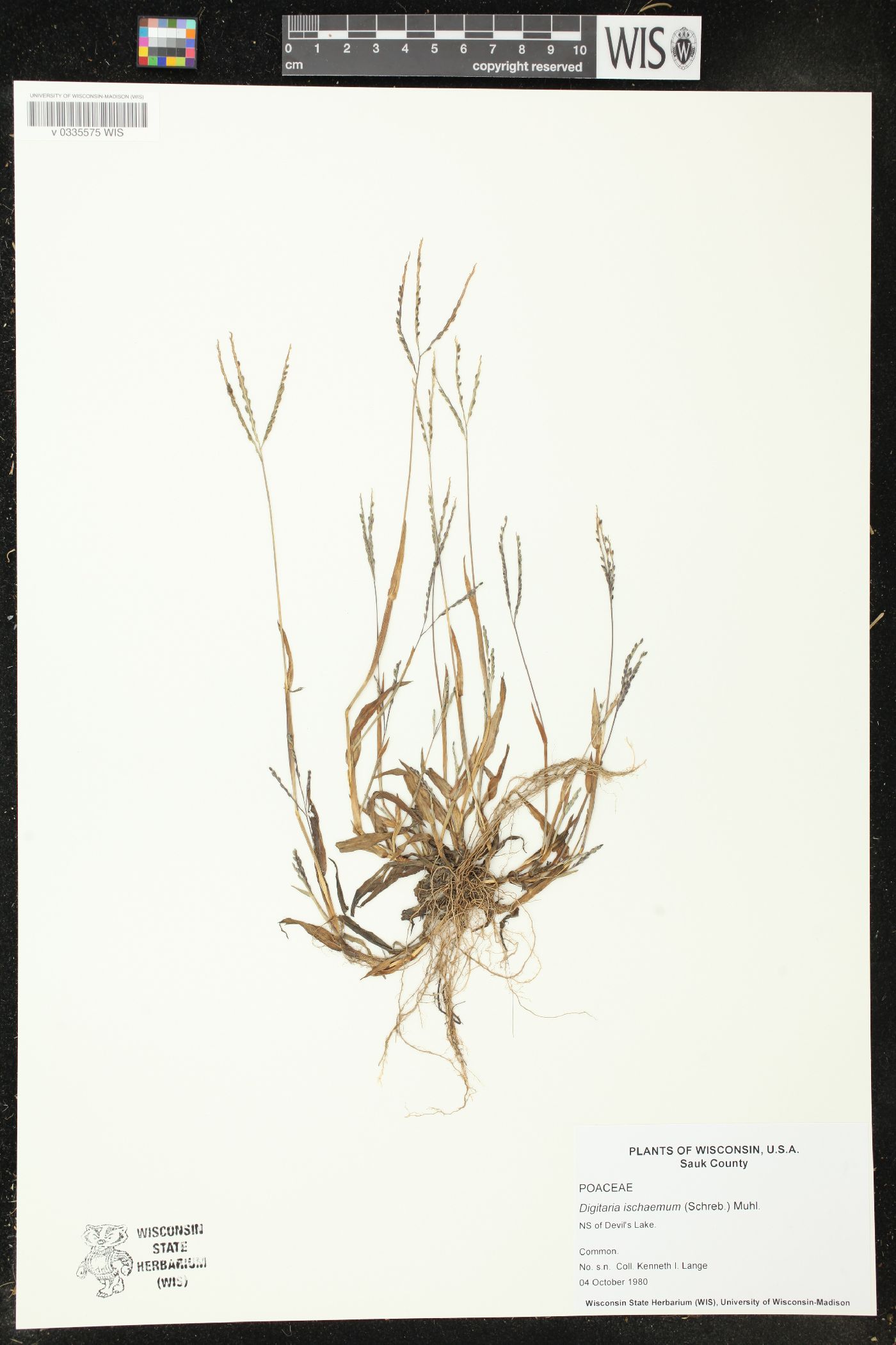 Digitaria ischaemum image