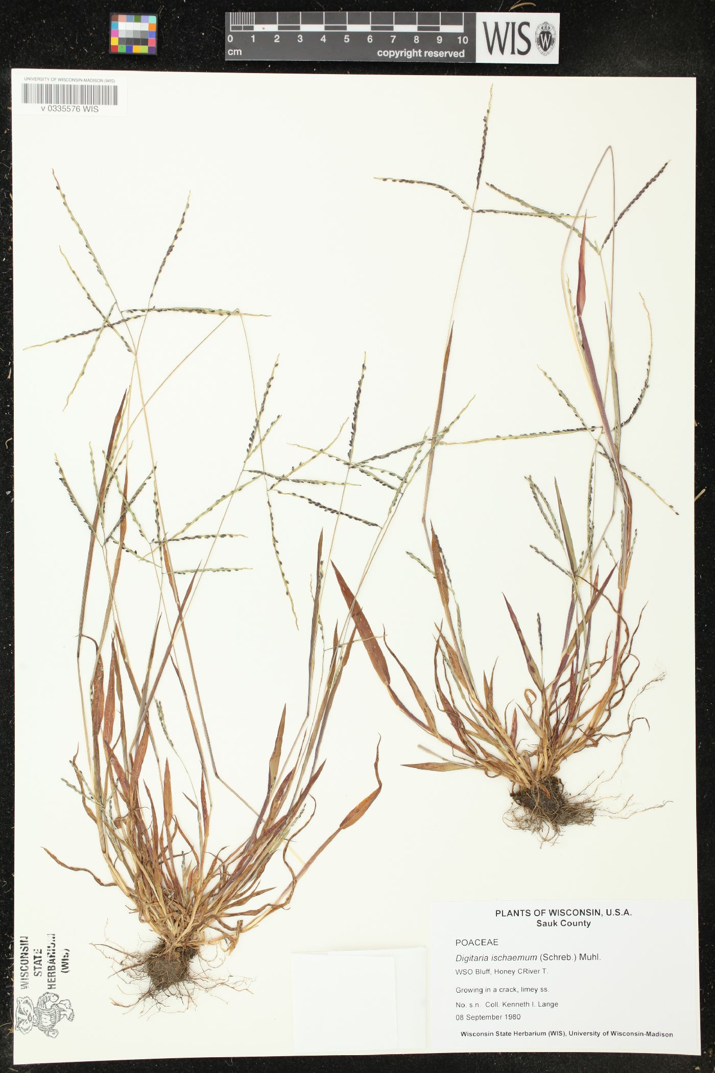 Digitaria ischaemum image