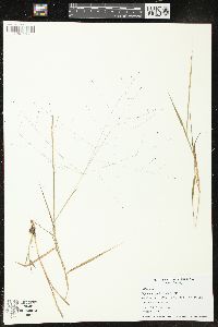 Digitaria cognata image