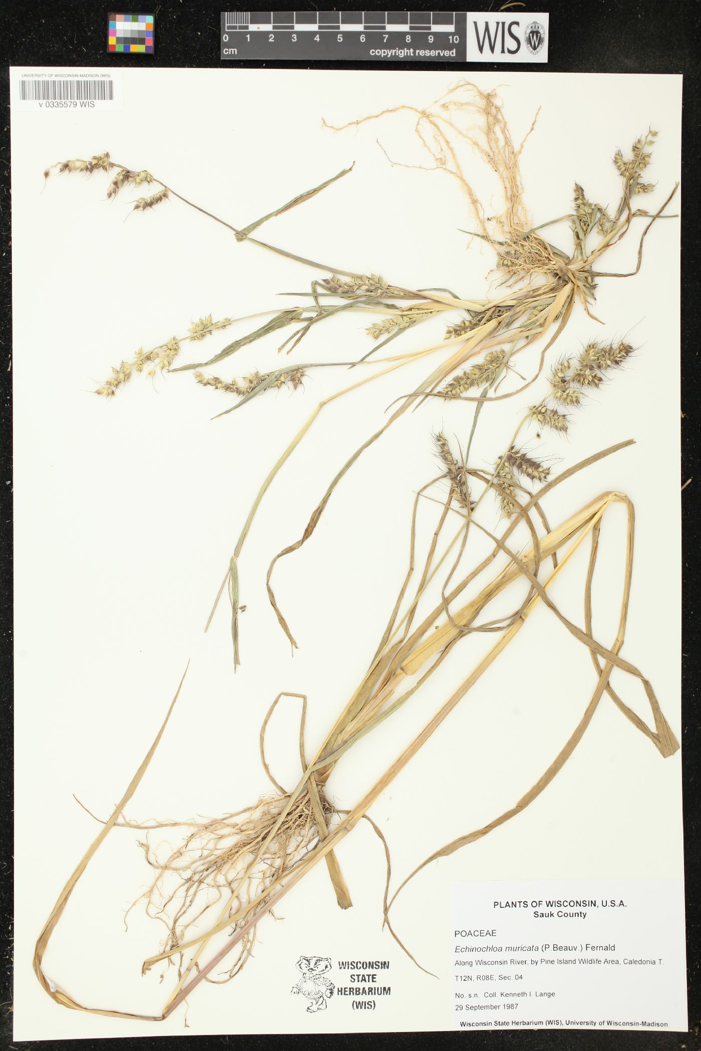 Echinochloa muricata image