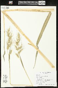 Echinochloa walteri image