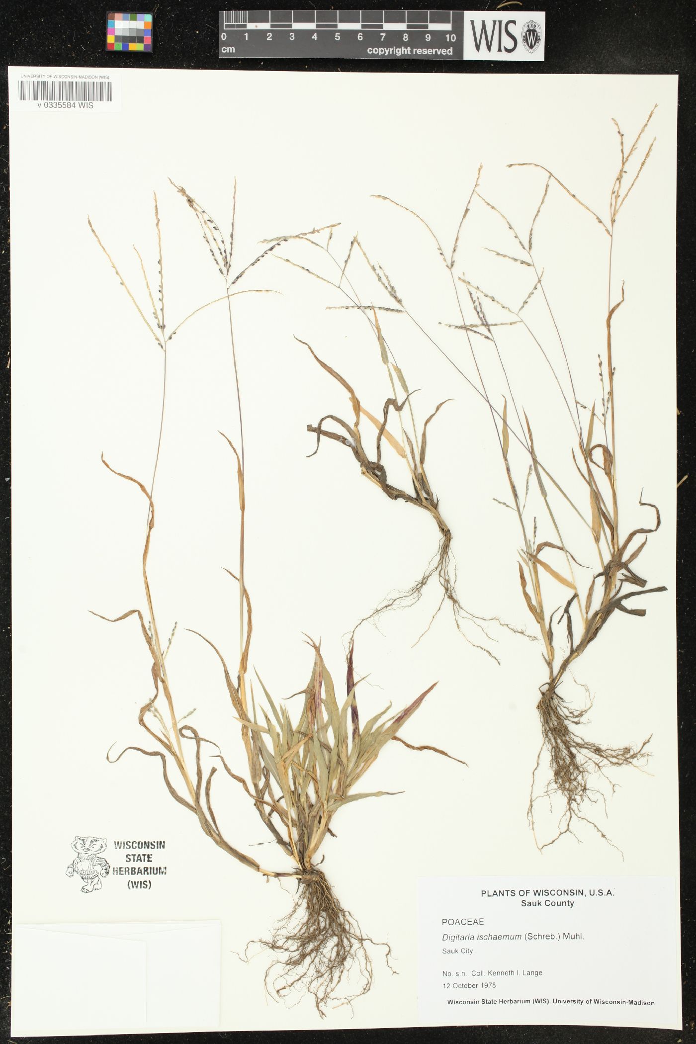 Digitaria ischaemum image