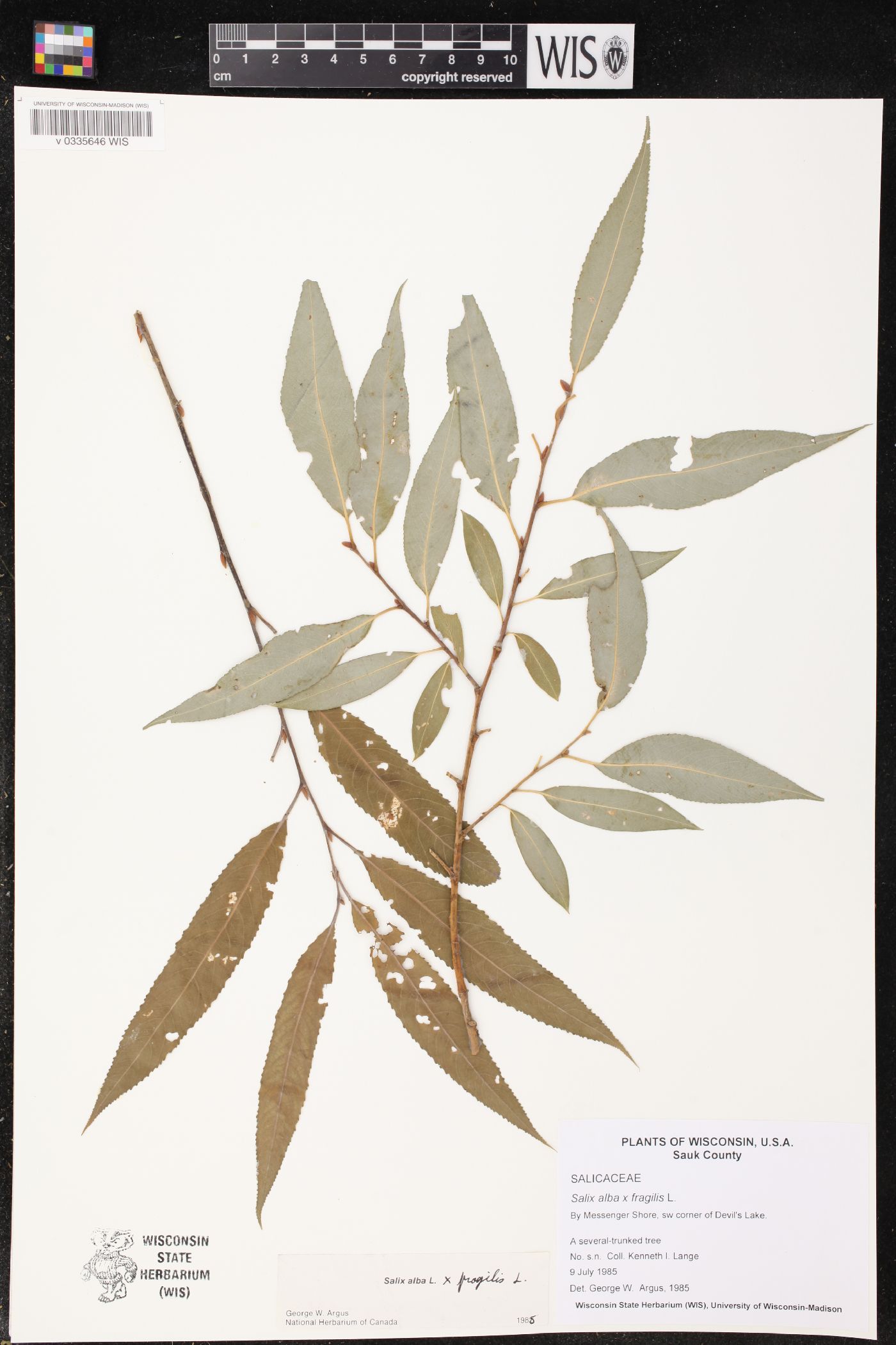 Salix x fragilis image