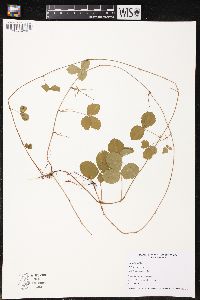 Rubus hispidus image