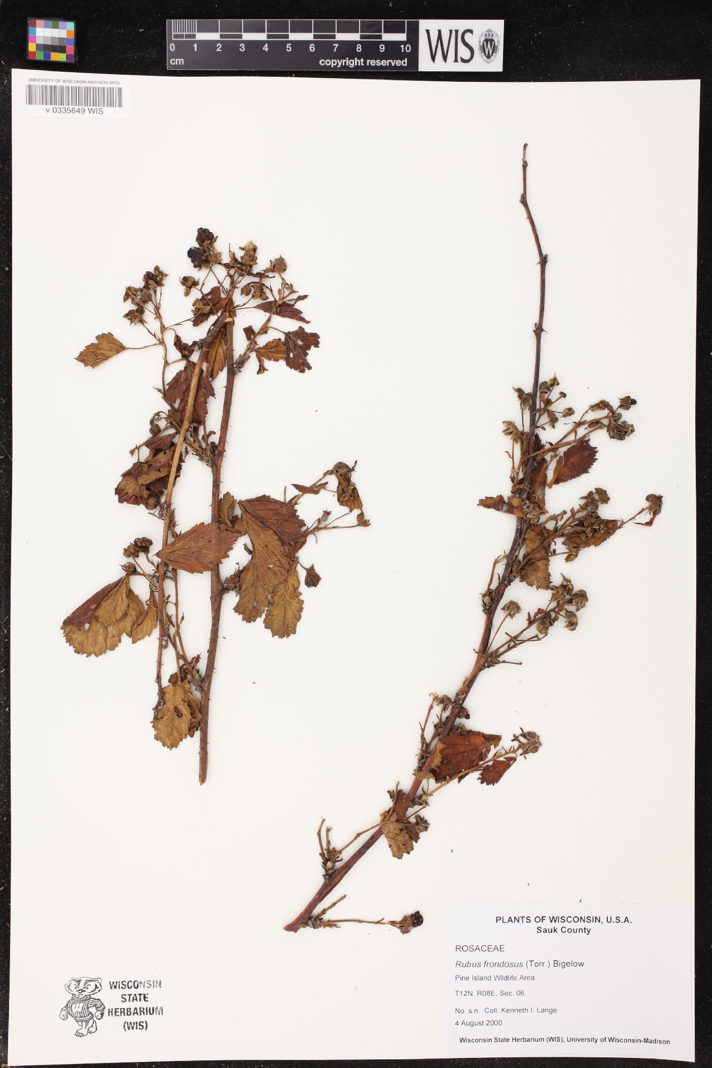 Rubus pensilvanicus image