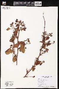Rubus frondosus image