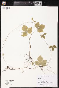 Rubus pubescens image