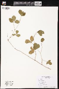 Rubus hispidus image