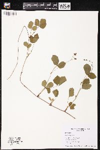 Rubus hispidus image