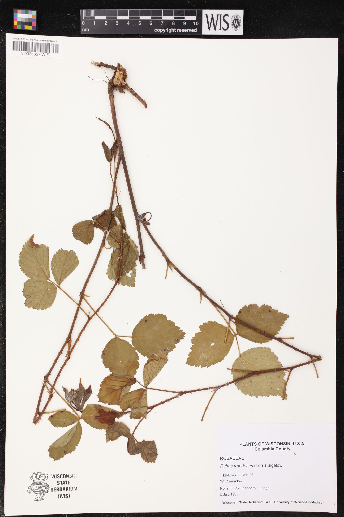 Rubus pensilvanicus image