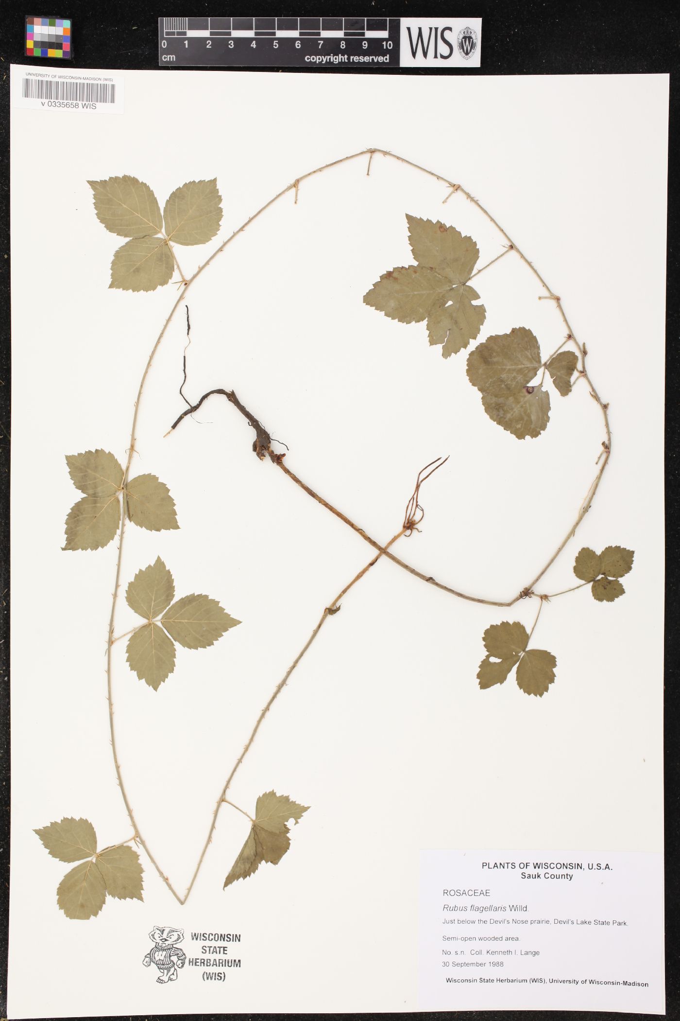 Rubus flagellaris image