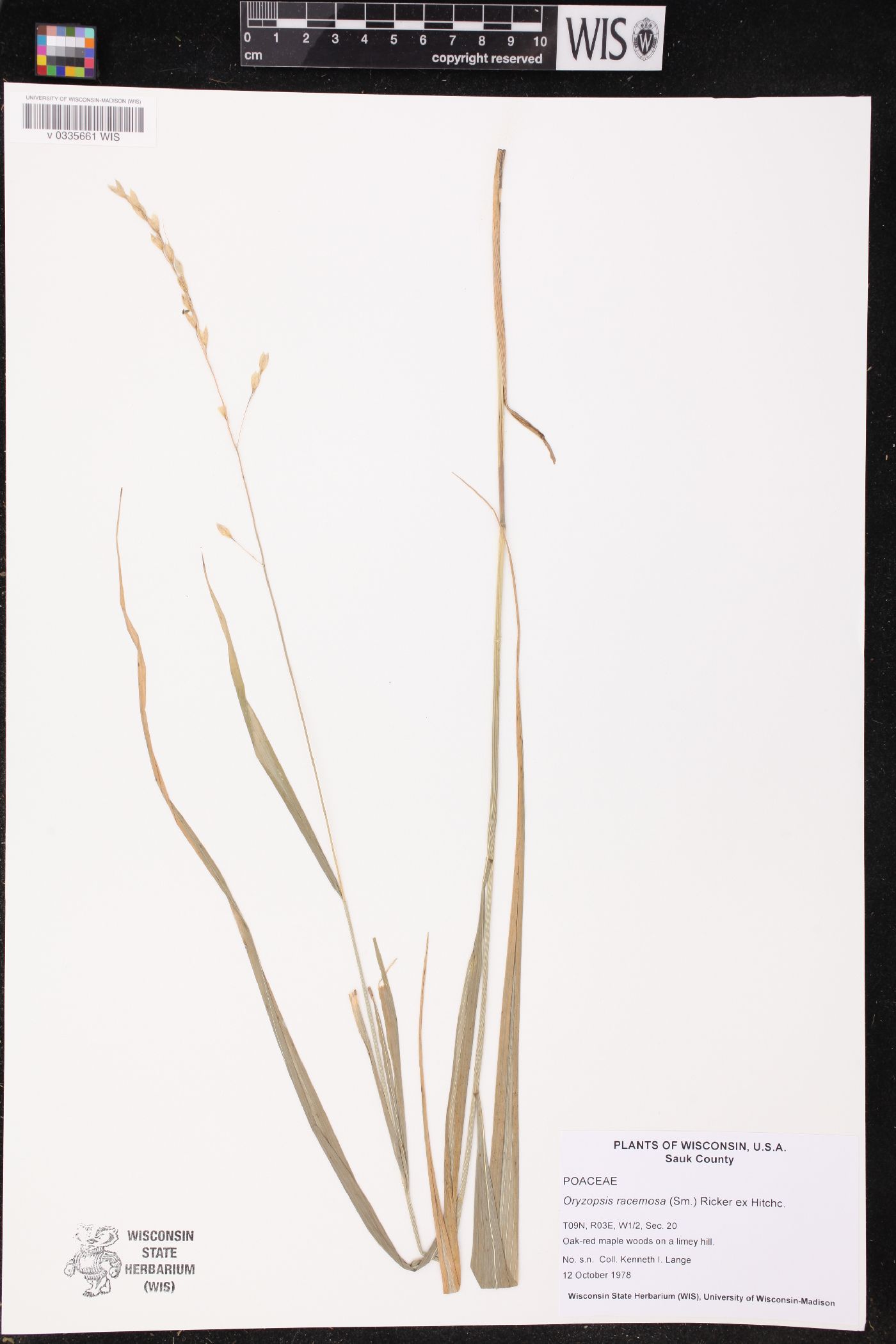 Patis racemosa image
