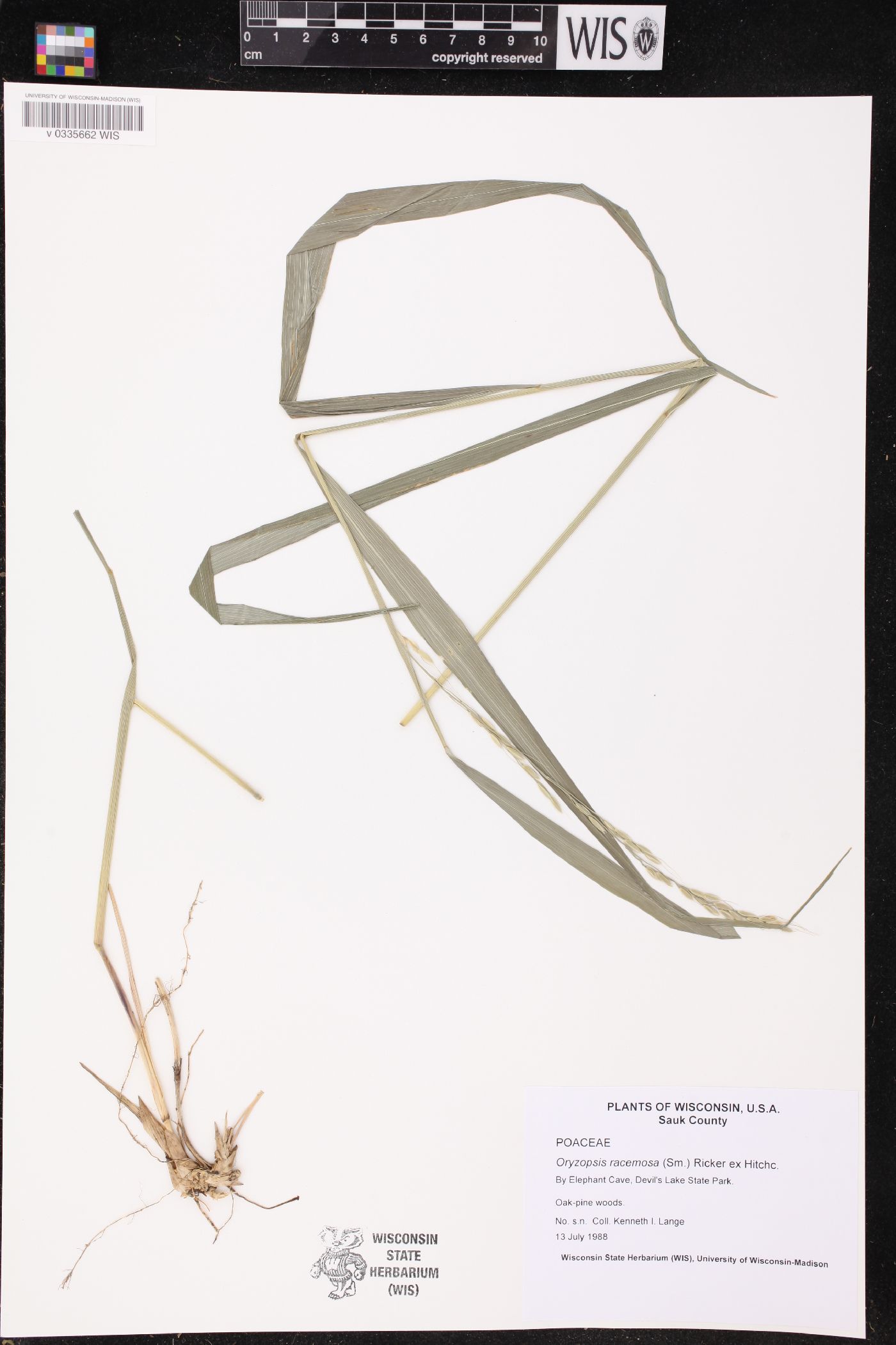 Patis racemosa image