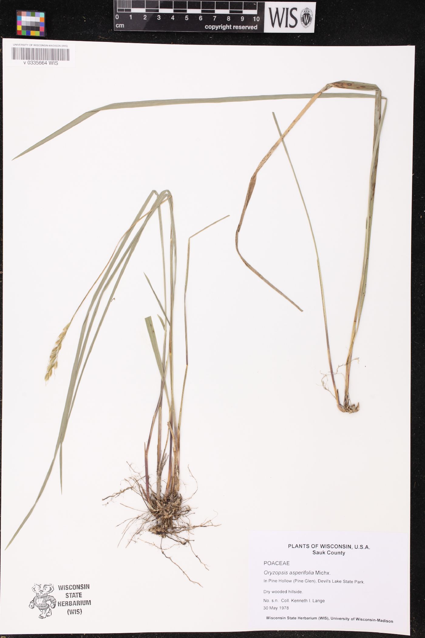 Oryzopsis asperifolia image