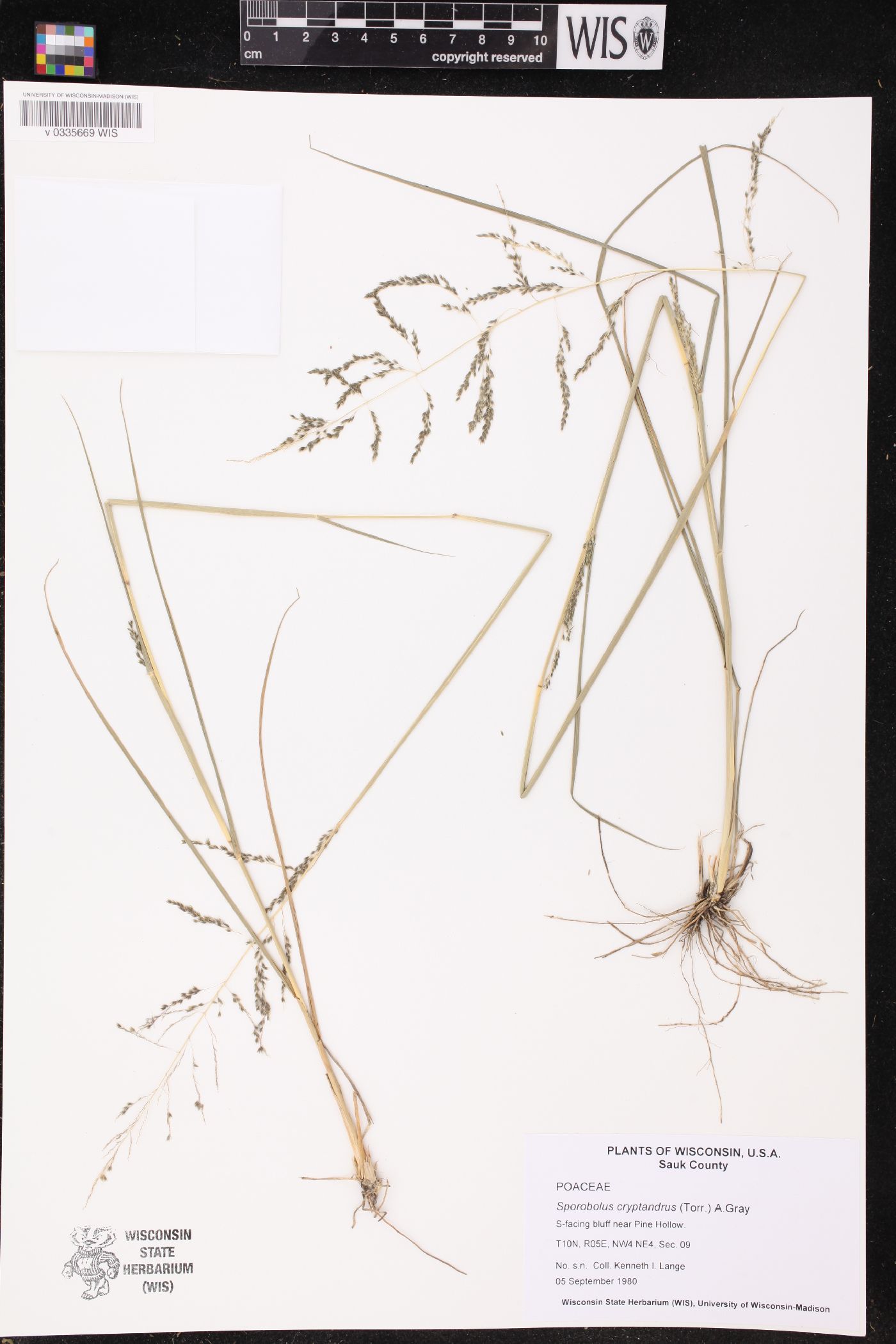 Sporobolus cryptandrus image
