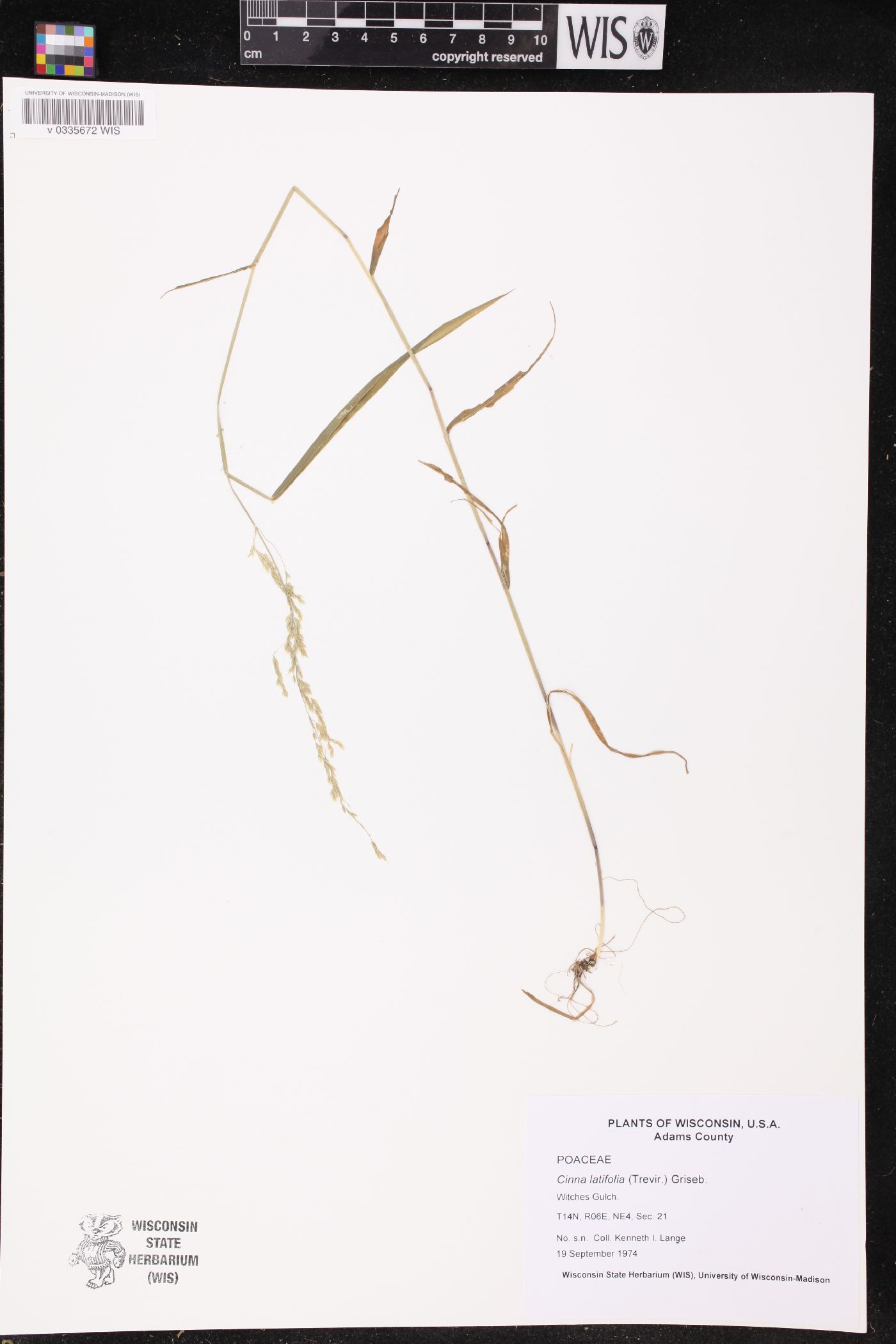 Cinna latifolia image