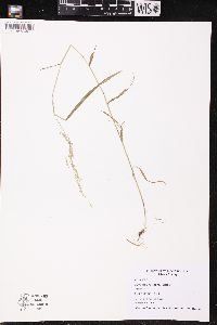Cinna latifolia image