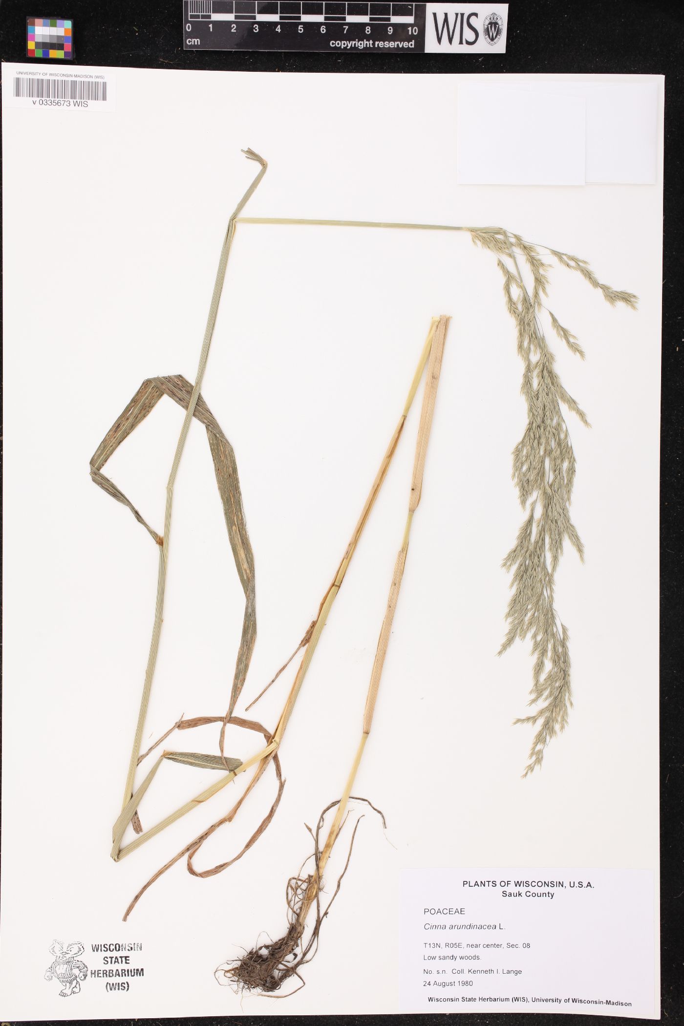 Cinna arundinacea image