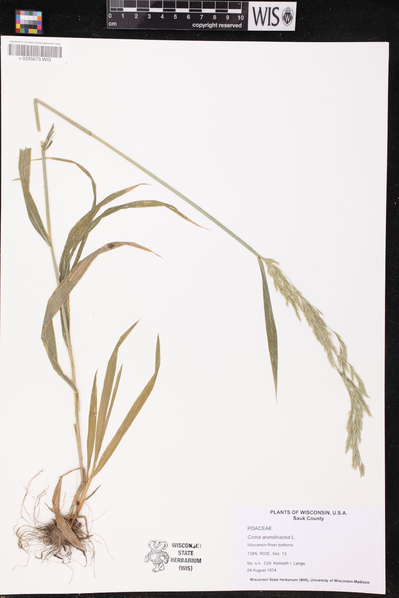 Cinna arundinacea image