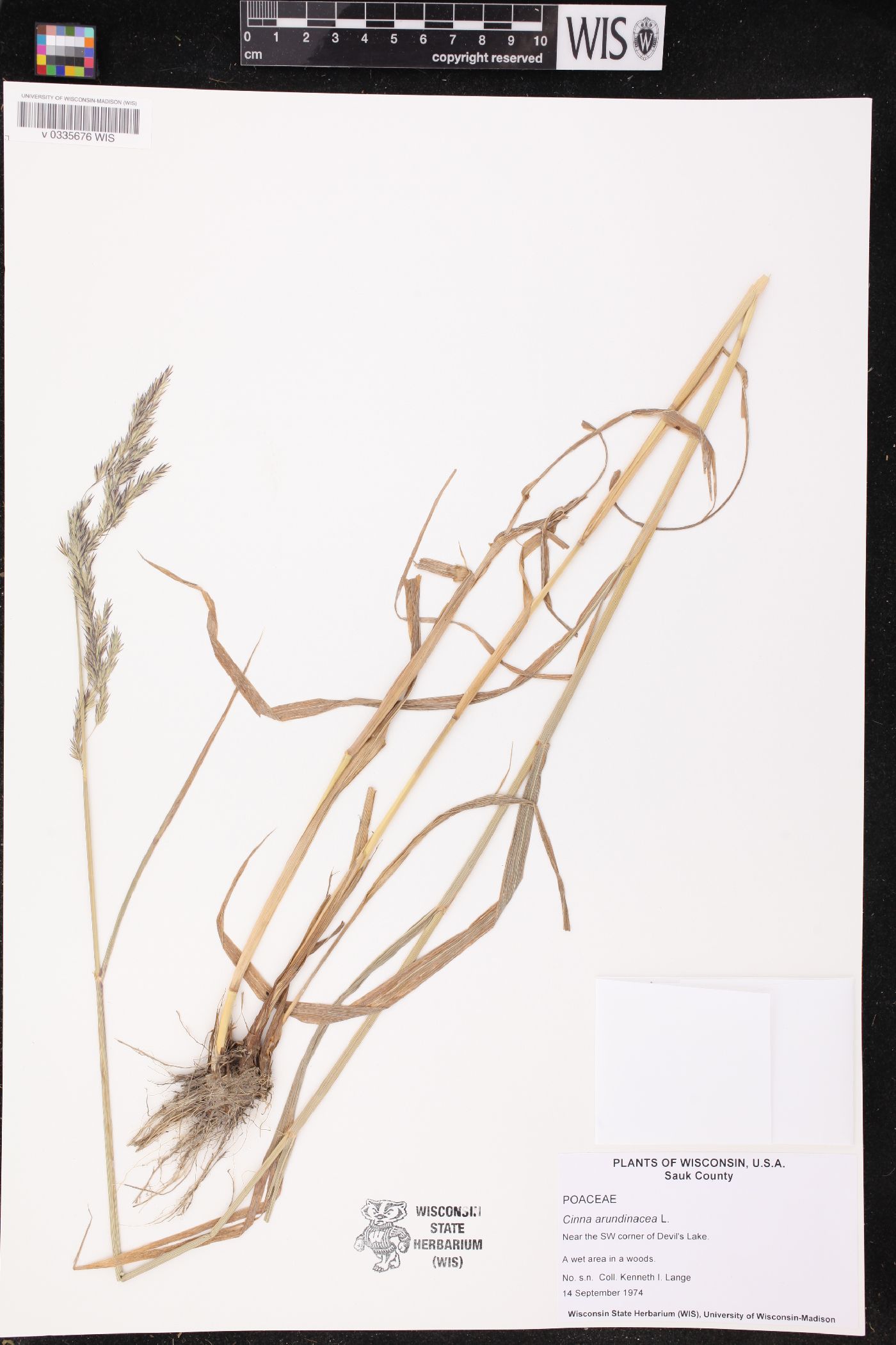 Cinna arundinacea image