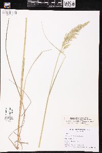 Calamagrostis stricta subsp. inexpansa image