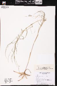 Muhlenbergia sobolifera image