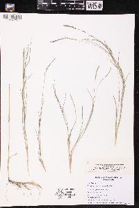 Muhlenbergia mexicana image