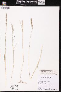 Muhlenbergia glomerata image