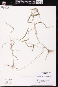 Muhlenbergia tenuiflora image