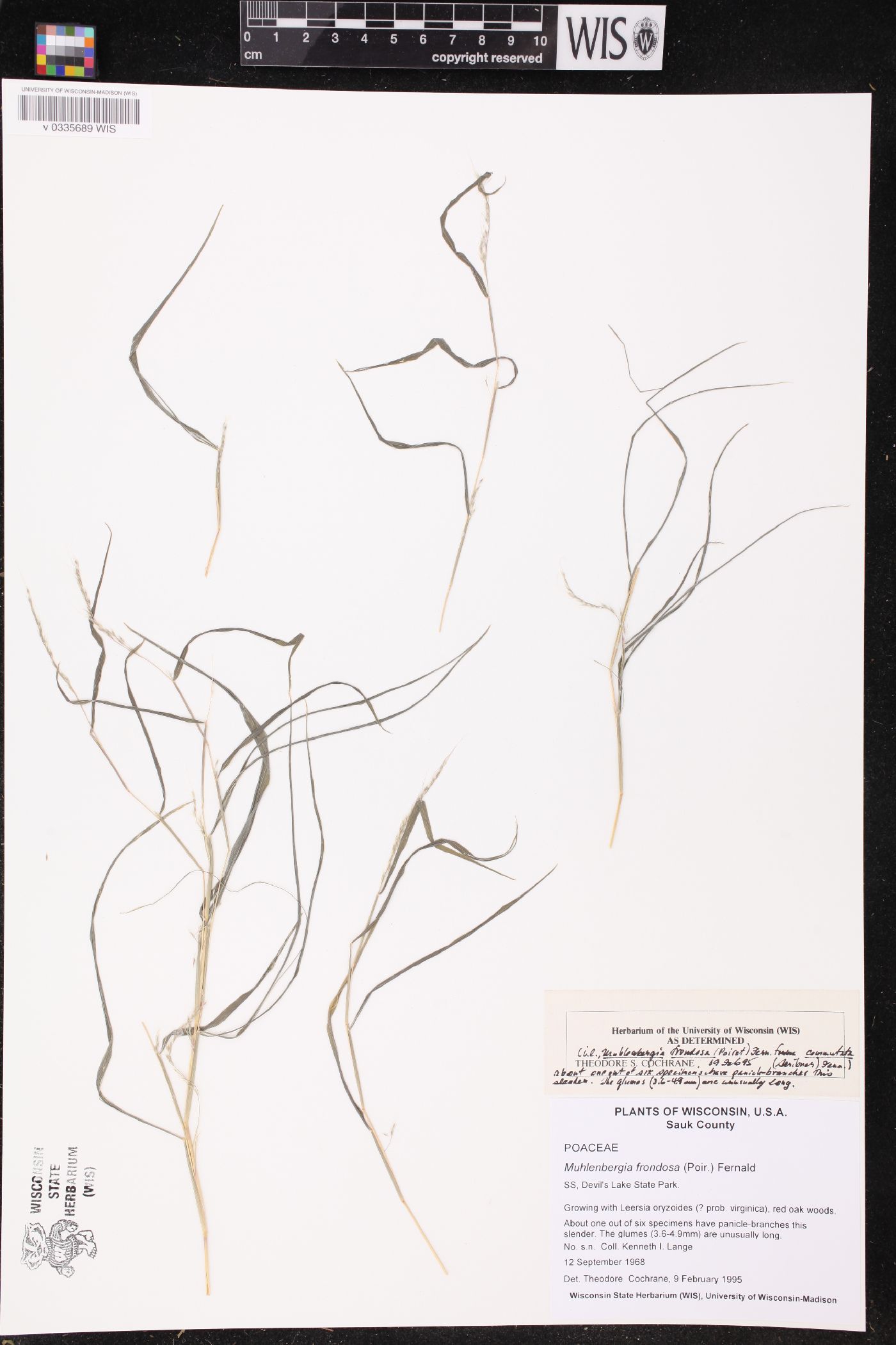 Muhlenbergia frondosa image