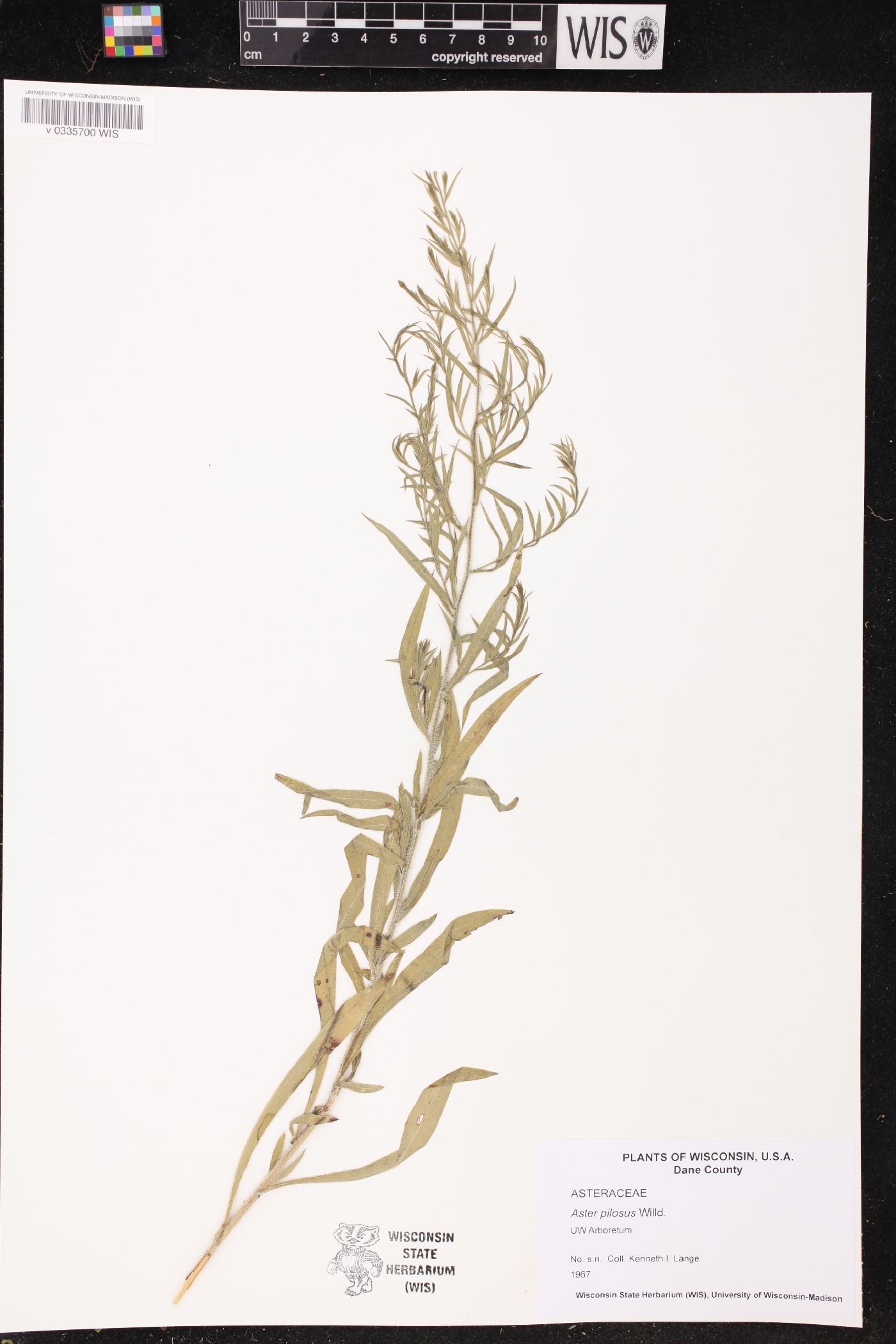 Symphyotrichum pilosum image
