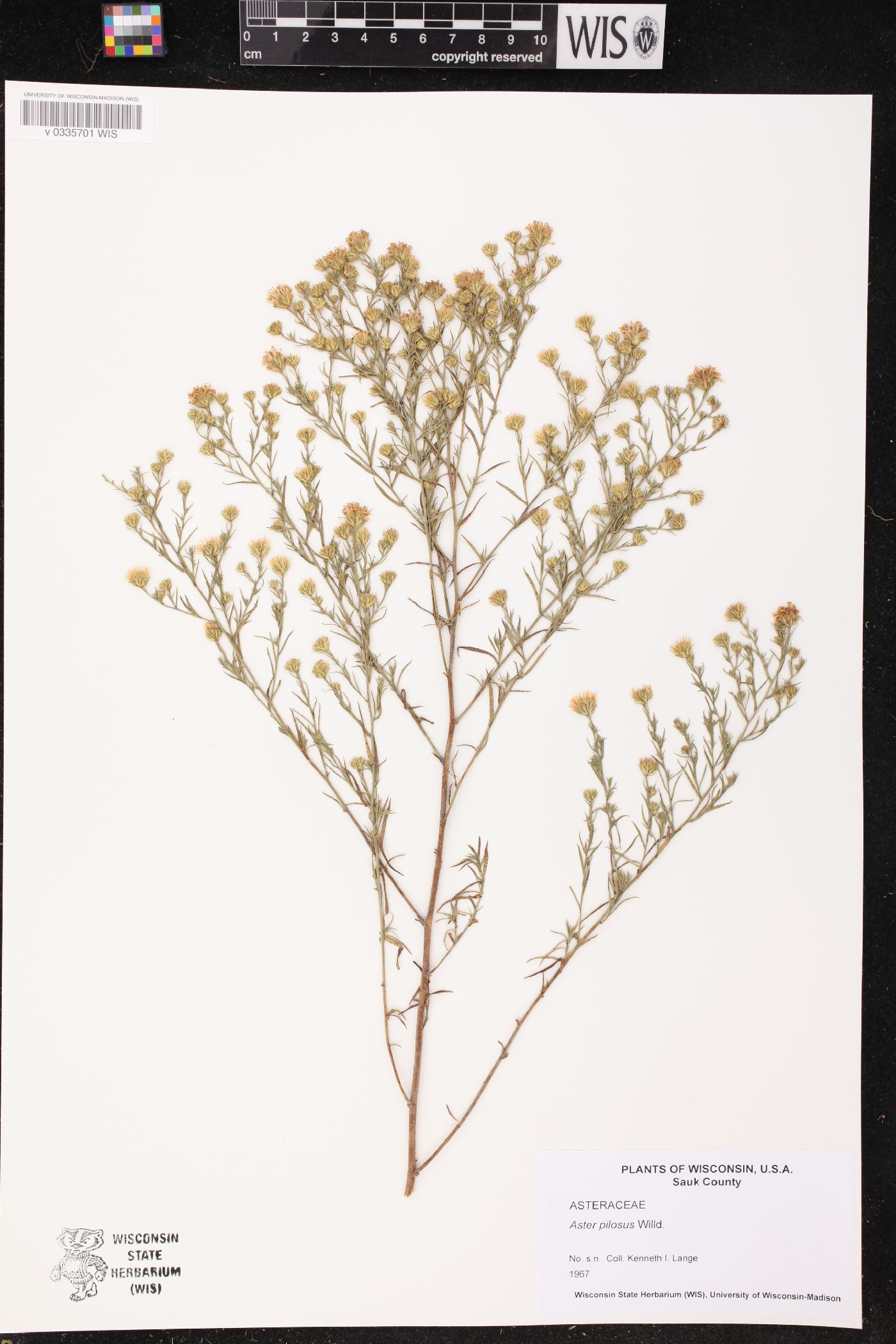Symphyotrichum pilosum image