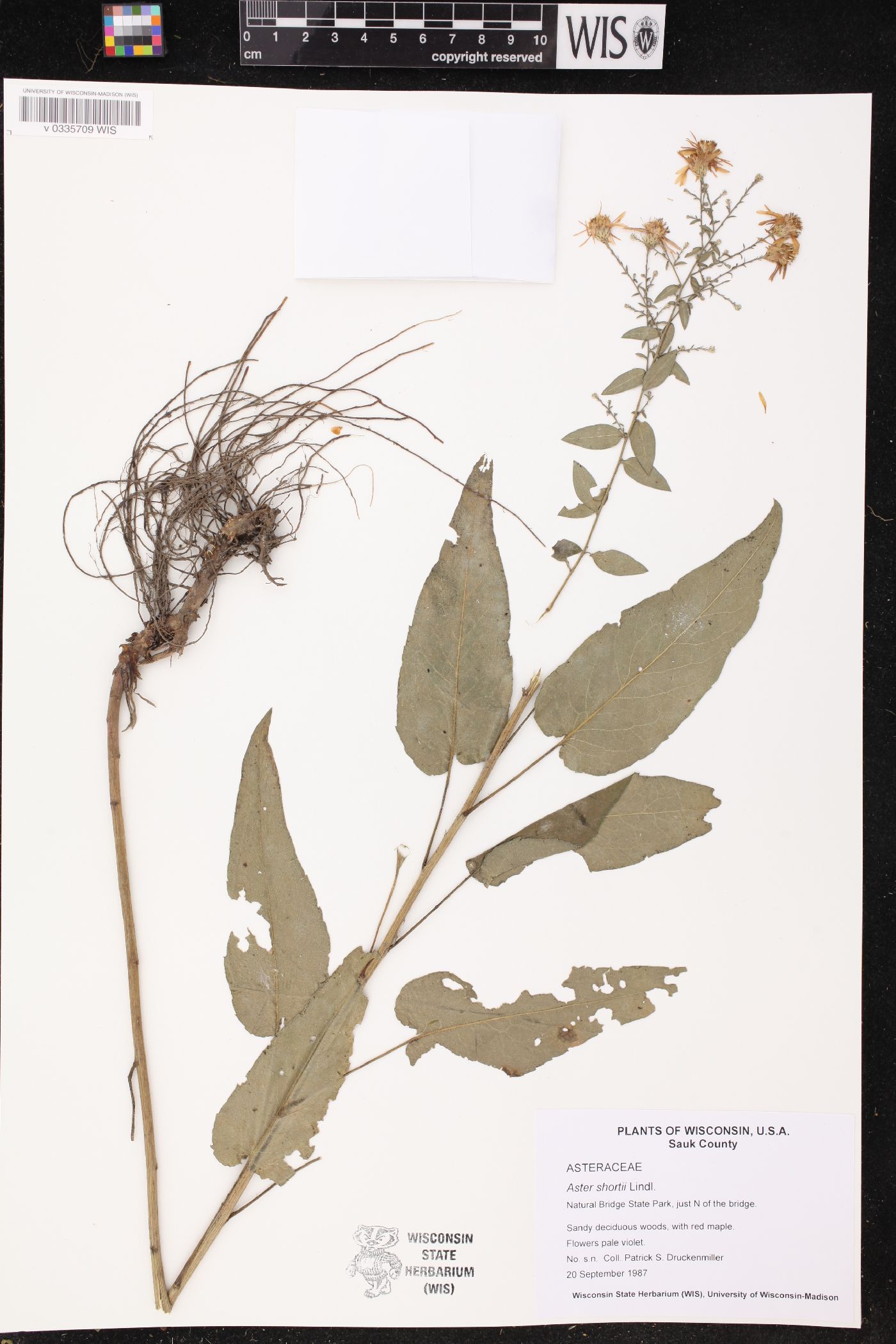 Symphyotrichum shortii image