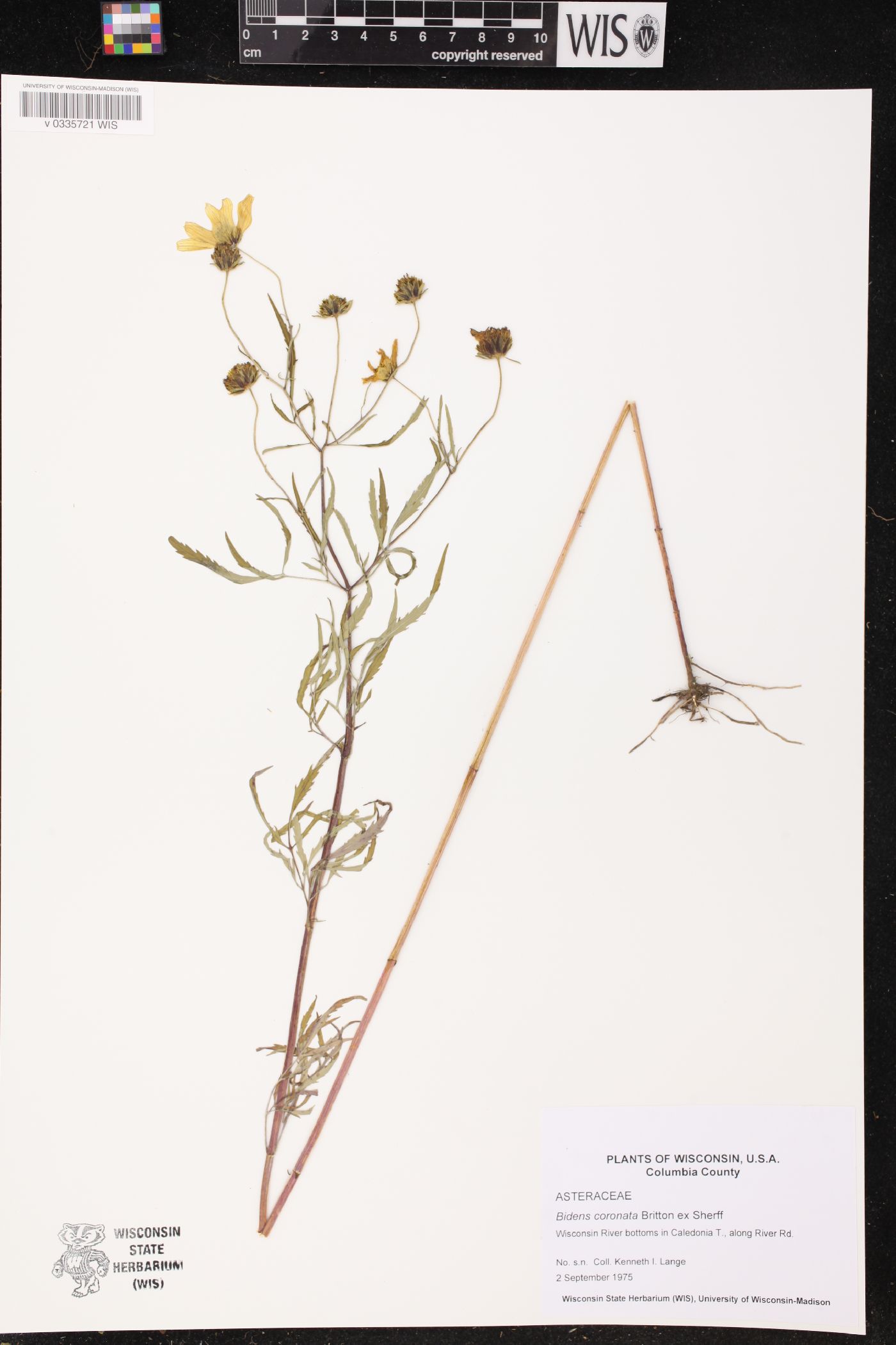 Bidens trichosperma image