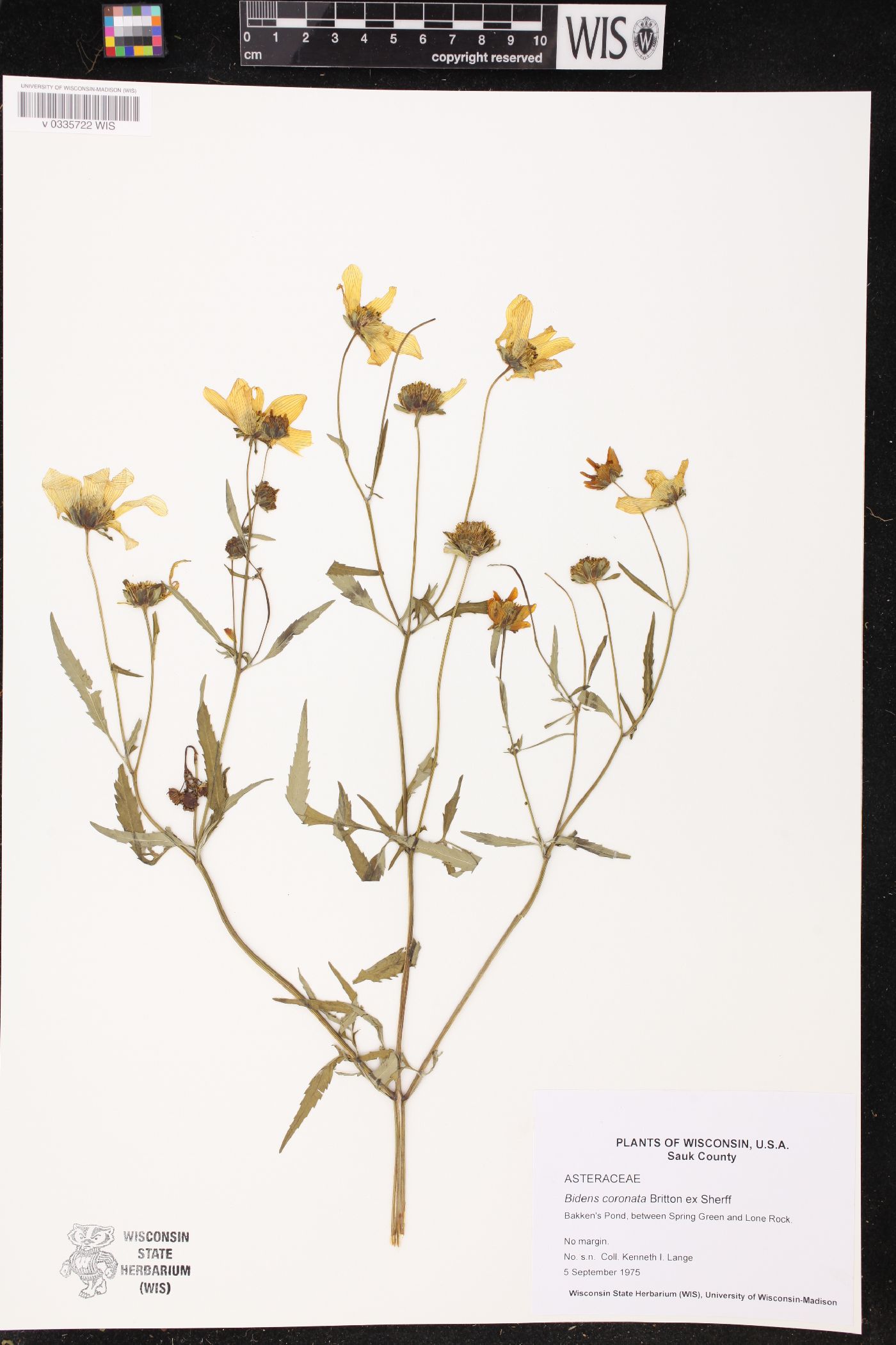 Bidens trichosperma image
