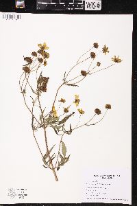 Bidens trichosperma image