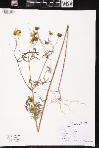 Bidens trichosperma image