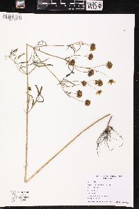 Bidens trichosperma image