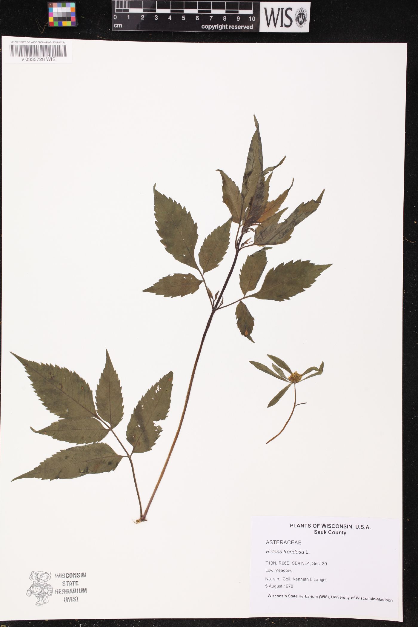 Bidens frondosa image